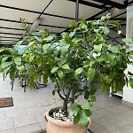 Moscal Hotel 2*