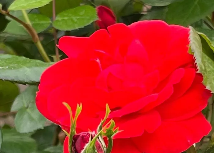 فندق Moscal آفي